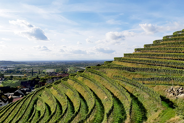 Weinbau bei Oberkirch